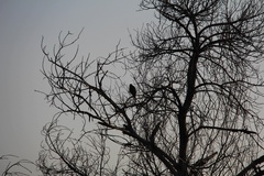 Photography Sepulveda Dam and WildLife Basin - Los Angeles