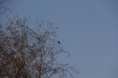 Photography Sepulveda Dam and WildLife Basin - Los Angeles